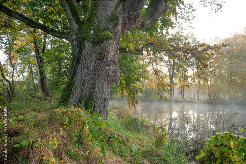 Pomnik przyrody, stary dąb szypułkowy nad małym stawem w jesiennej scenerii, Szczawin, nadleśnictwo Grotniki
