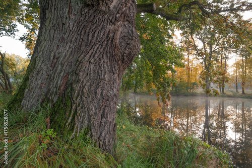 Pomnik przyrody, stary dąb szypułkowy nad małym stawem w jesiennej scenerii, Szczawin, nadleśnictwo Grotniki