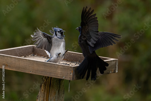 Blue jay facing off with gracklebird on a fence