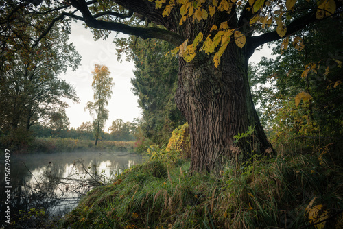 Pomnik przyrody, stary dąb szypułkowy nad małym stawem w jesiennej scenerii, Szczawin, nadleśnictwo Grotniki
