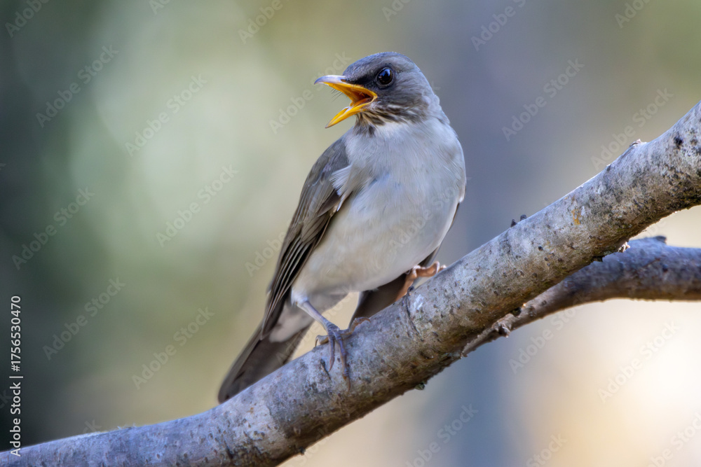 Obraz premium The Creamy-bellied Thrush also know as Sabia Poca or Zorzal Chalchalero under rain. Species Turdus amaurochalinus. Birdwatching. Animal world. Birding.