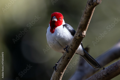 A Red-cowled Cardinal also know as Cardinal perched on the branch. Species Paroaria Dominicana. Endemic bird of Brazil. animalworld. Birdwatching. bird lover.