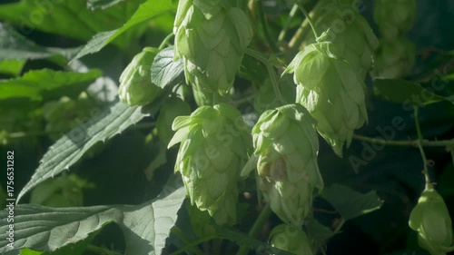 Green hop cone glows under sunlight, cultivated on farm for its essential role in brewing. Farm produces hop that delivers unique bitterness and aromatic qualities to beer