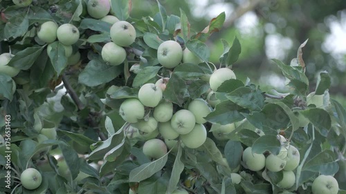 Bright green apples hanging on branch in sunlit orchard. Represents seasonal growth and dedication to eco friendly methods. Fruit highlights balance of flavor and natural ripening process
