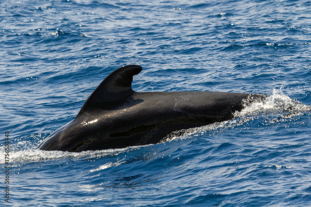 Naklejka premium The dorsal fin of a Pilot Whale breaking the surface of the ocean, Tenerife, Spain