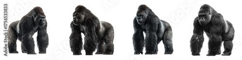 Majestic silverback gorilla poses, showcasing power, strength, and raw beauty, perfect for wildlife documentaries, conservation campaigns, and educational resources