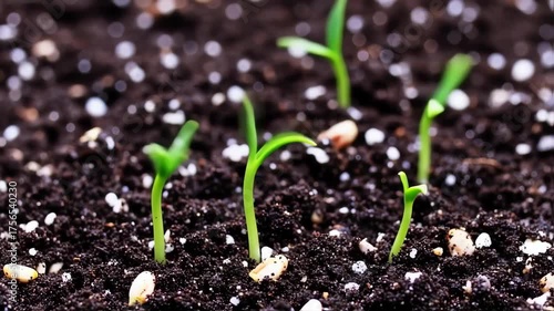 Wallpaper Mural Dynamic Time-Lapse: Vibrant Green Seedlings Emerge and Grow from Fertile Soil Torontodigital.ca