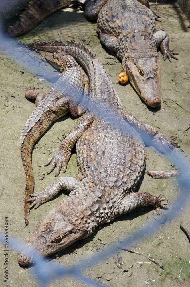 Fototapeta premium Caimans in captivity. Trade of caimans.