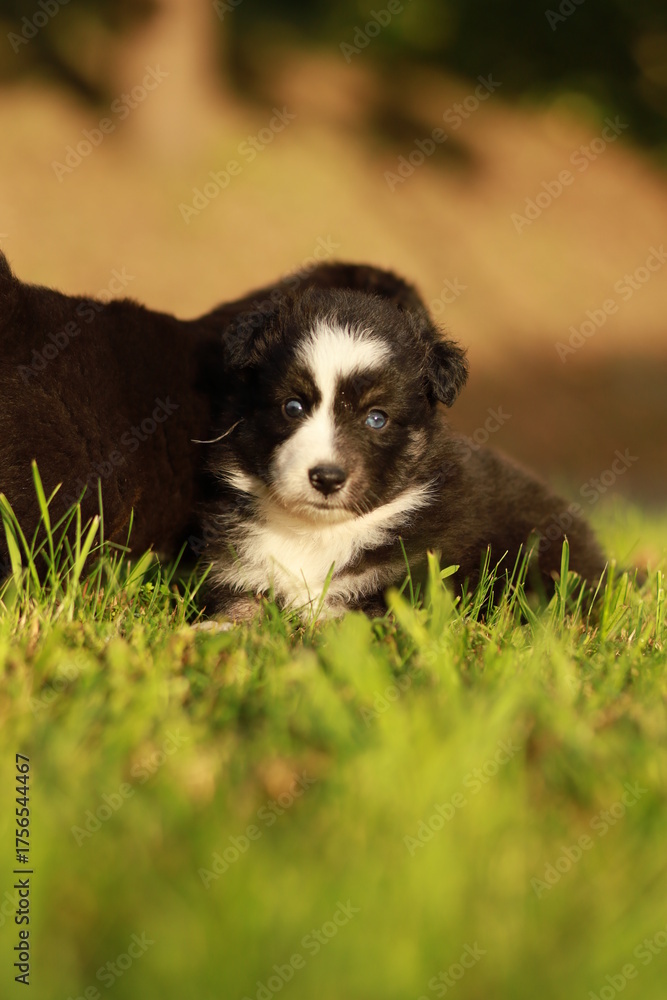 Fototapeta premium A puppy is laying in the grass