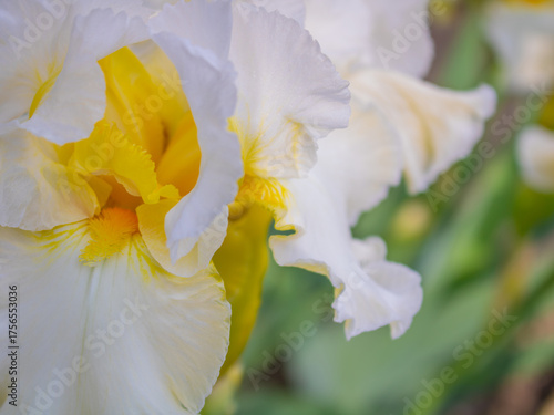 White bearded iris flower (Iris germanica) with soft ruffled petals and bright yellow beard, elegant spring garden blossom captured in close-up with gentle natural background