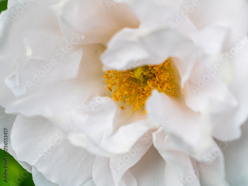 White peony flower (Paeonia) with soft layered petals and golden yellow stamens, elegant close-up garden blossom with gentle light and calm natural background