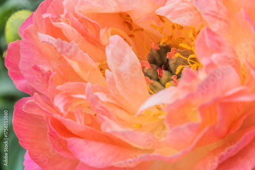 Coral peony flower (Paeonia) in lush full bloom with layered pink petals and golden yellow stamens, expressive close-up garden blossom captured in soft natural daylight