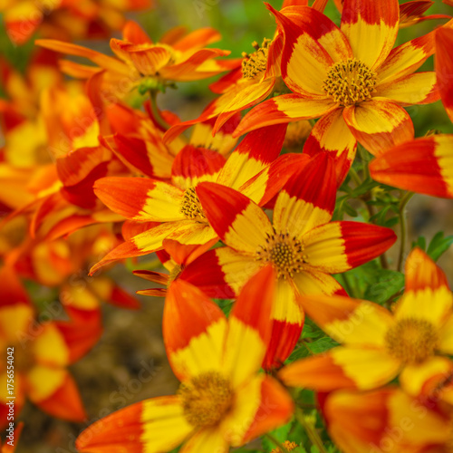 Blazing Glory bidens flowers (Bidens ferulifolia) with fiery red and yellow petals in dense bloom, vibrant summer garden plant symbolizing warmth, vitality and biodiversity