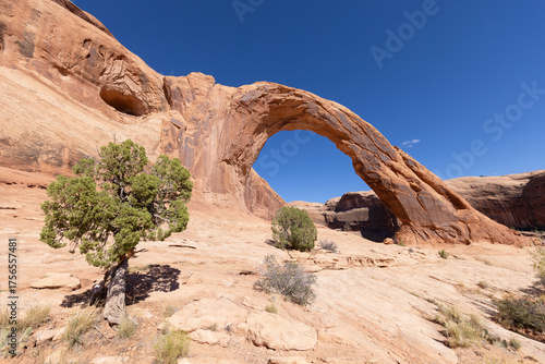 Corona Arch and Juniper Tree