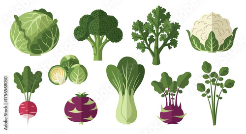 Stylized vector illustration of various vegetables on a white background