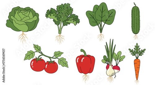 Vegetable assortment displays cabbage kale spinach cucumber tomatoes pepper onion radish carrot with roots