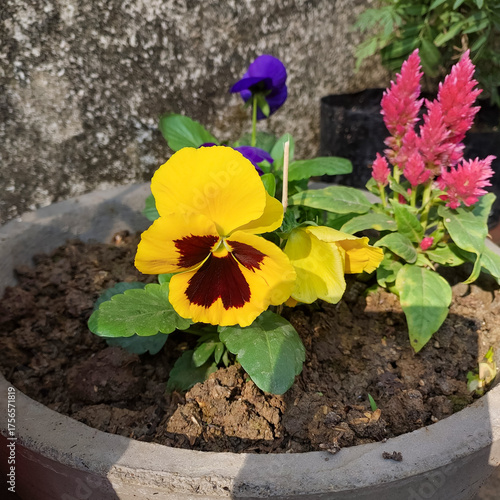 Beautiful yellow flowers blooming in plant pot, nature photography, floral wallpaper 