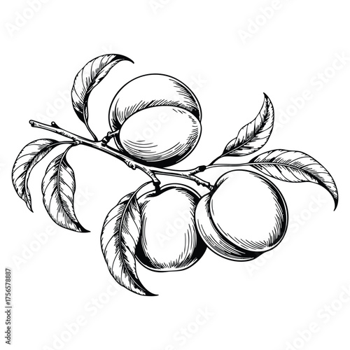 Branch of plum tree with fruit vintage line drawing engraving vector illustration sketch style botanical artwork nature retro plant fruit design concept