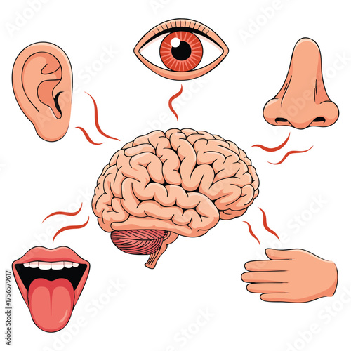 Human senses and brain connection vector illustration including hearing vision smell taste and touch organs ear eye nose mouth tongue and hand design