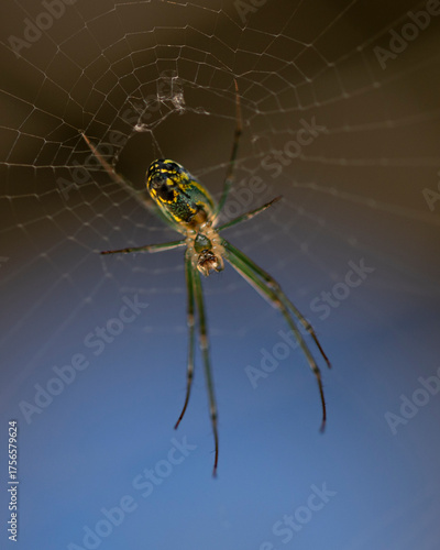 spider on the web