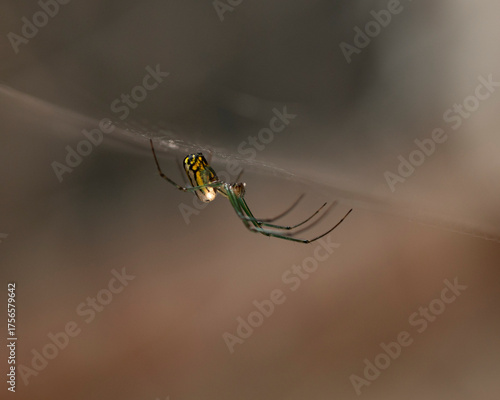 spider on a web