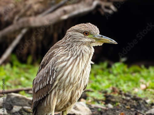 Billede på lærred Juvenile black-crowned night heron wading along the water in search of some lunc