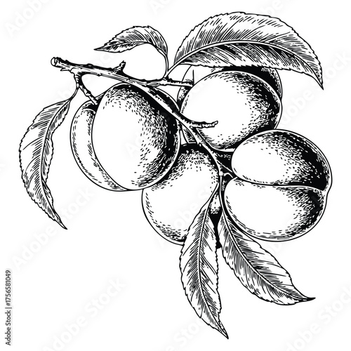 Vector illustration of plum tree branch with fruit vintage engraving line drawing sketch style perfect for botanical artwork and retro design themes
