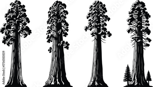 Set of giant sequoia tree silhouettes, tall forest icons, black woodland design, isolated on white background, natural landscape illustration, outdoor artwork