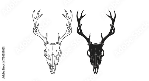 Detailed Illustration of Deer Skulls with Antlers in Two Styles.