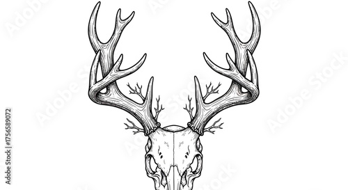 Detailed Hand-Drawn Deer Skull with Antlers and Branch-Like Growths.