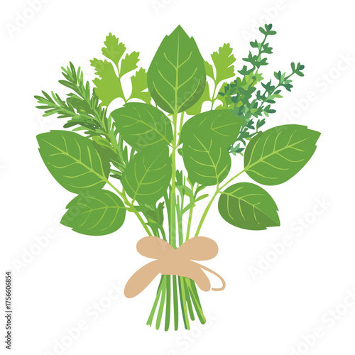 Freshly harvested cilantro or parsley herb bundle tied with a rustic twine string for cooking and garnish use