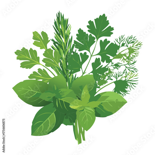 Freshly cut mixed green herbs bouquet vector illustration featuring dill cilantro and parsley for healthy cooking