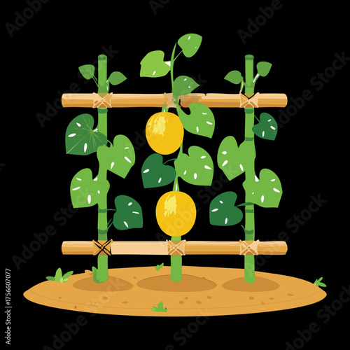 Gourd plants with yellow fruits growing on a wooden grid trellis structure on a dark background for farm harvest theme