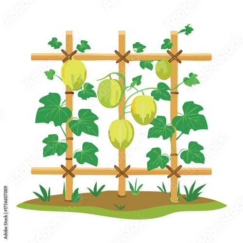 Squash plant with fruit and large leaves climbing on a wooden grid trellis structure in a simple garden setting