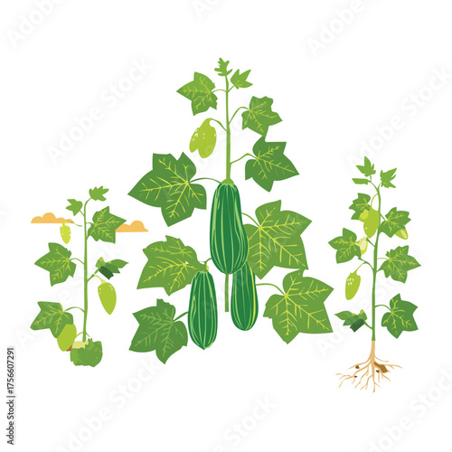 Cucumber seedlings and young plants with small green fruits climbing simple stakes 