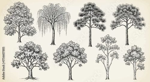 Vintage Tree Sketch Illustrations – Botanical Art and Nature Landscape Drawings