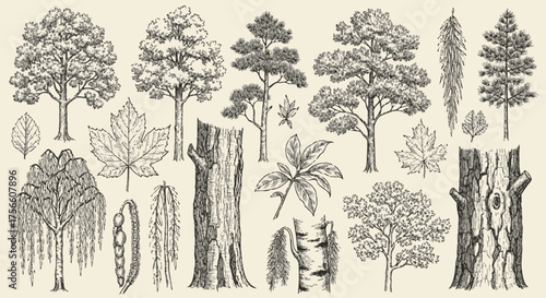 Vintage Tree Sketch Illustrations – Botanical Art and Nature Landscape Drawings