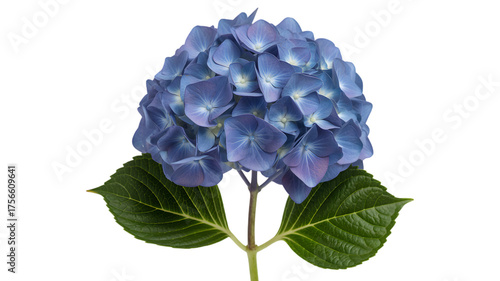 Vibrant blue hydrangea flower with green leaves on a black background