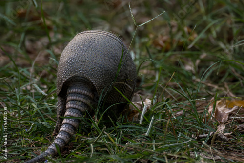 Nine Banded Armadillo Dasypus Novemcinctus from Behind with Copy-Space