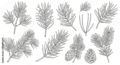 Hand-Drawn Pine Branch Illustrations – Botanical Sketches and Christmas Design Elements