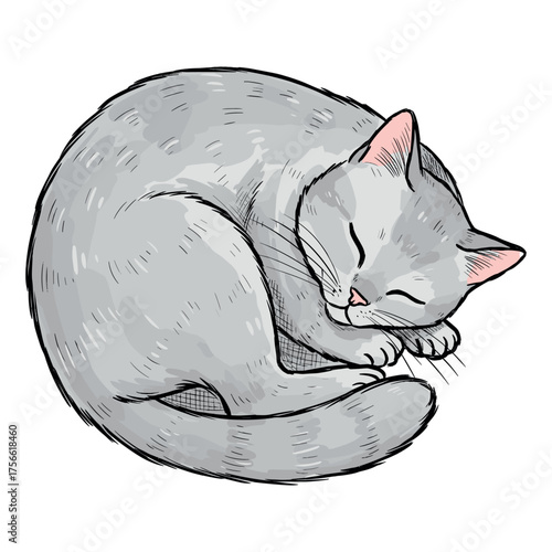 Sleeping gray cat curled up in a cozy position with ears perked and eyes gently closed, showcasing its calm and serene demeanor. Vector illustration