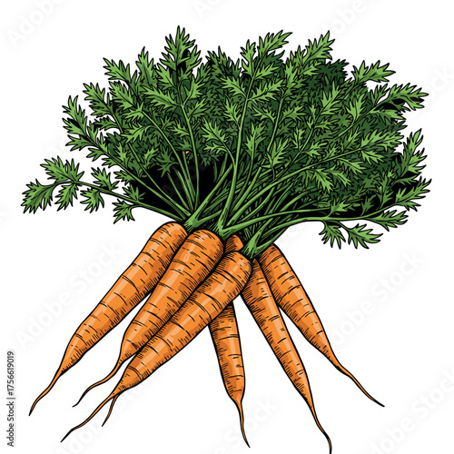 Bunch of freshly harvested orange carrots with lush green tops, arranged in a vibrant, detailed, and natural depiction. Vector illustration