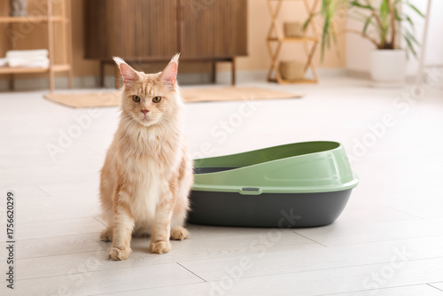 Fluffy maine coon cat sitti...