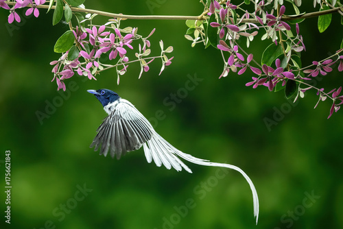 Male indian paradise flycatcher (Terpsiphone paradisi) is a medium-sized passerine bird native to India, Asia.