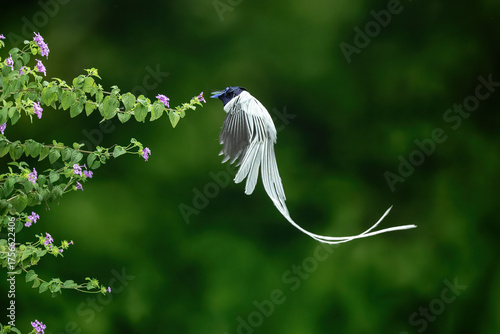 Tableau sur toile Male indian paradise flycatcher (Terpsiphone paradisi) is a medium-sized passerine bird native to India, Asia