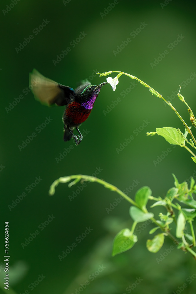 Obraz premium The purple-throated sunbird (Leptocoma sperata), is a species of bird in the family Nectariniidae.