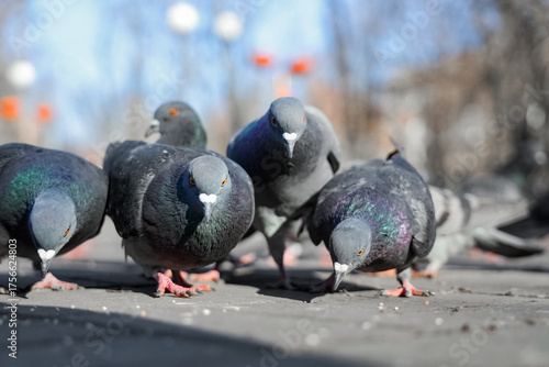 Flock of pigeons eating gra...