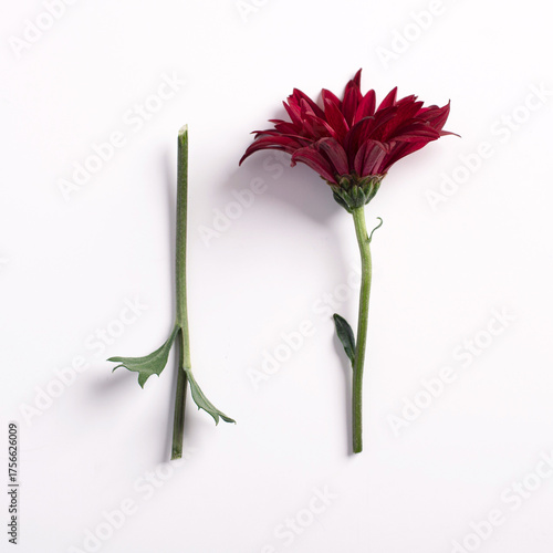 Red bloom 