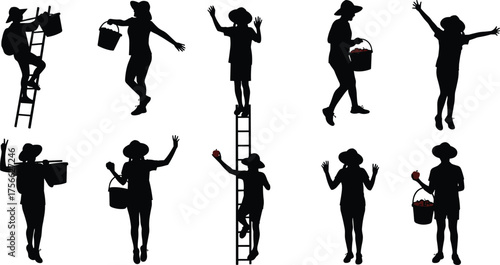 Apple harvest silhouette, fruit picking, basket, orchard, autumn farming, red apples, rural work, ladder climb, celebration pose