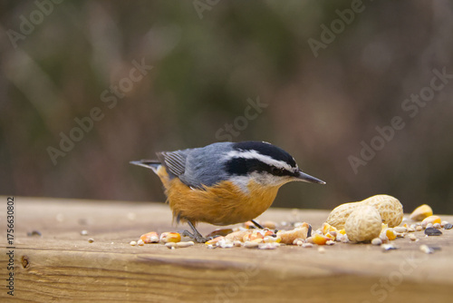 A Red-breasted Nuthatch eating bird seeds and nuts